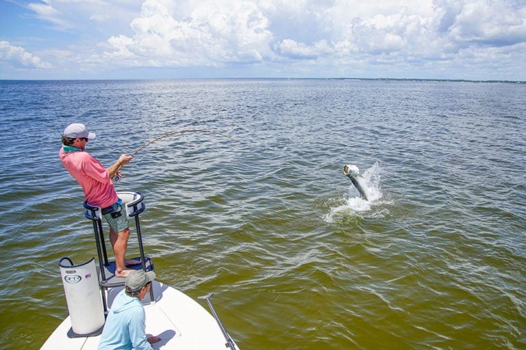 Tarpon
